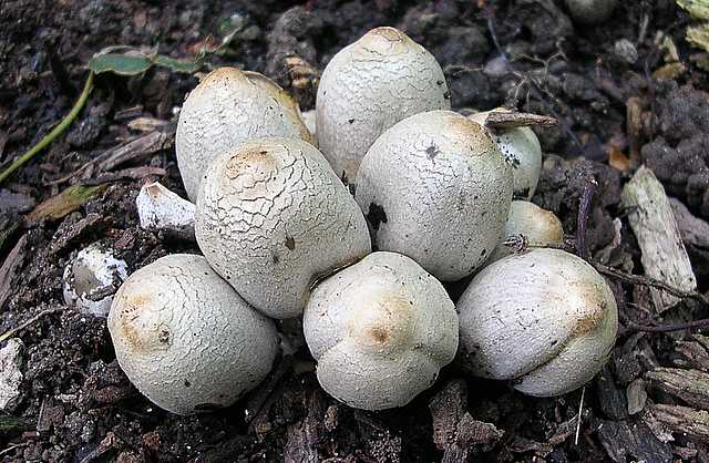 2005 :  Un anno di funghi